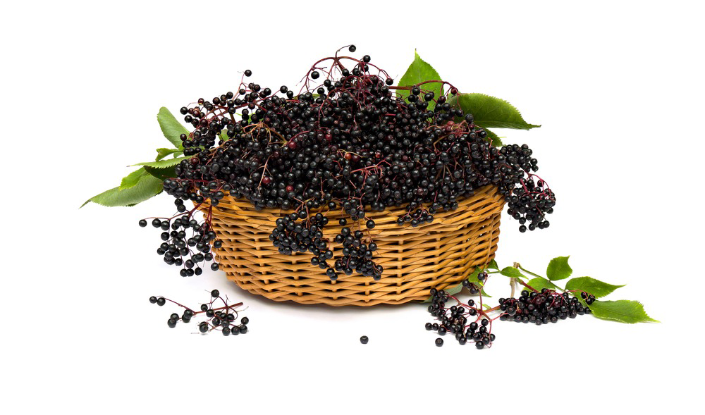 White Elderberries Information and Facts