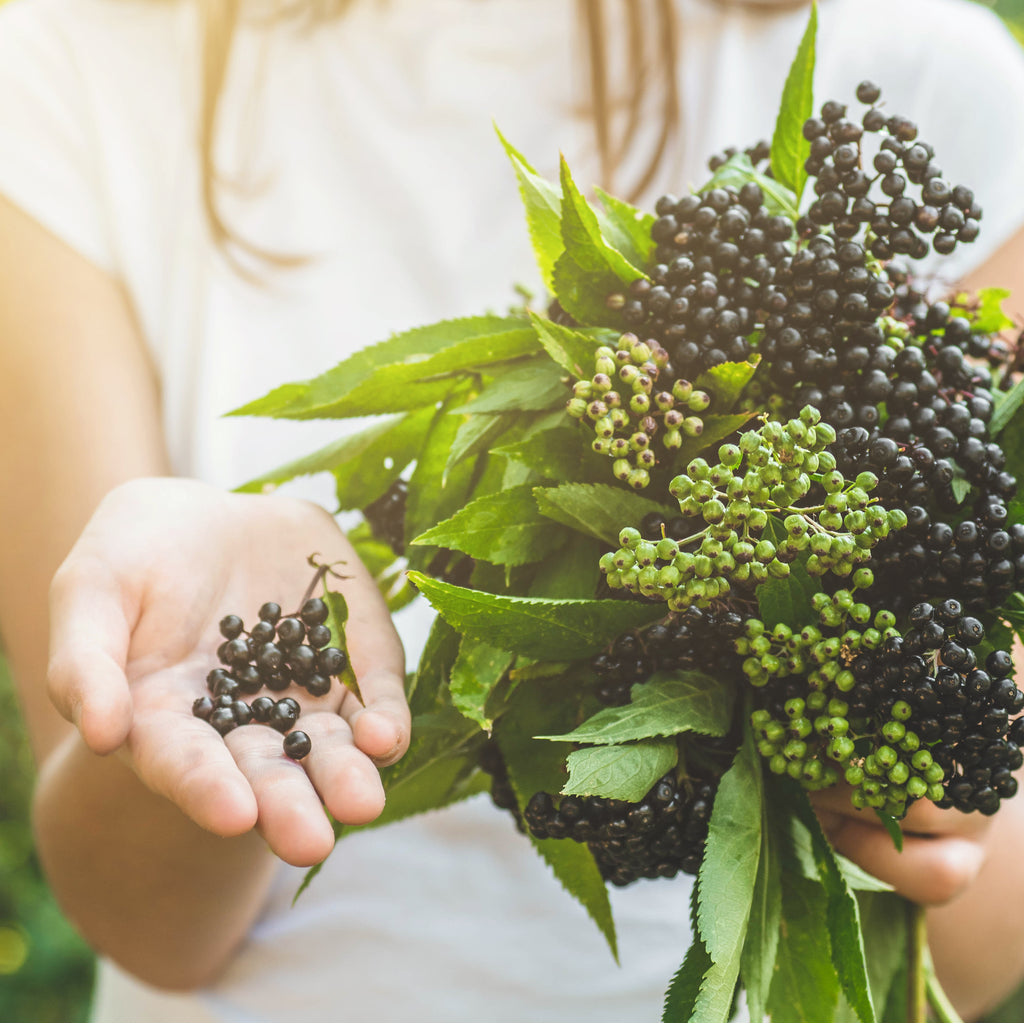 girl holding black elderberry explains immune system health benefits